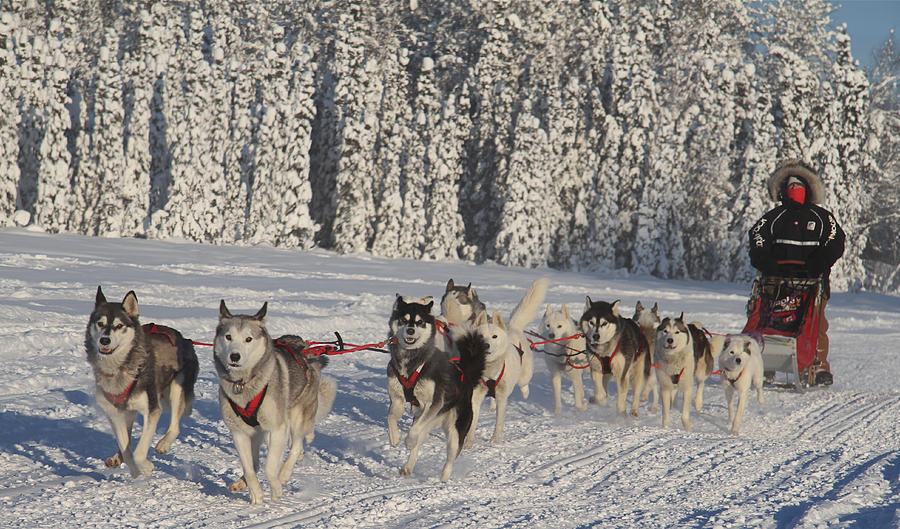how far can a typical dog team pull a sled in one day