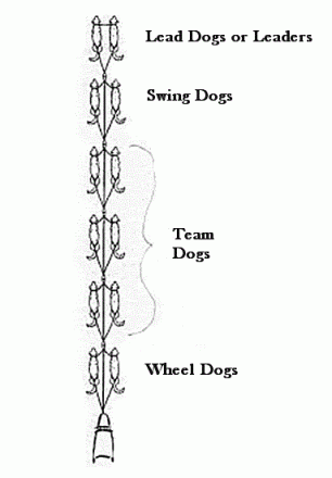 Sled Dog Positions